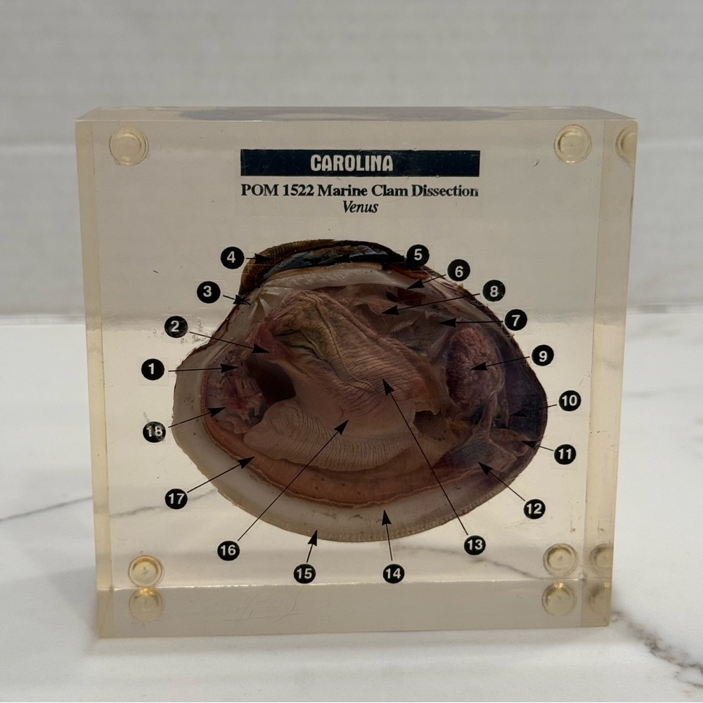CAROLINA POM Marine Clam Dissection Anatomy Encased Acrylic Educational Display